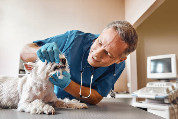 Best Emergency Gum Treatment in Duquesne, PA